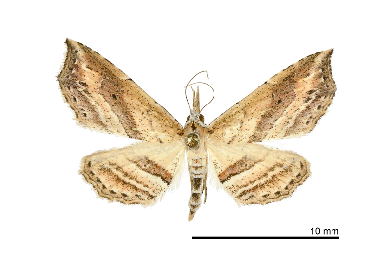 Hypenagonia obliquifascia Female